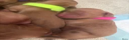 Cocker Spaniel dogs for sale: KC Reg working cocker spaniel puppies  - Advert 17
