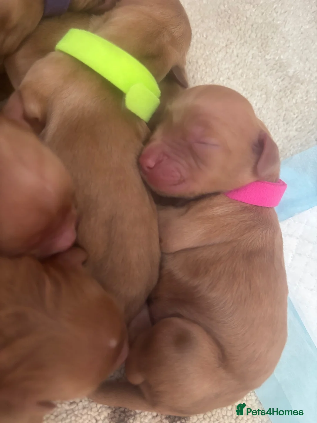 Cocker Spaniel dogs for sale: KC Reg working cocker spaniel puppies  - Advert 17