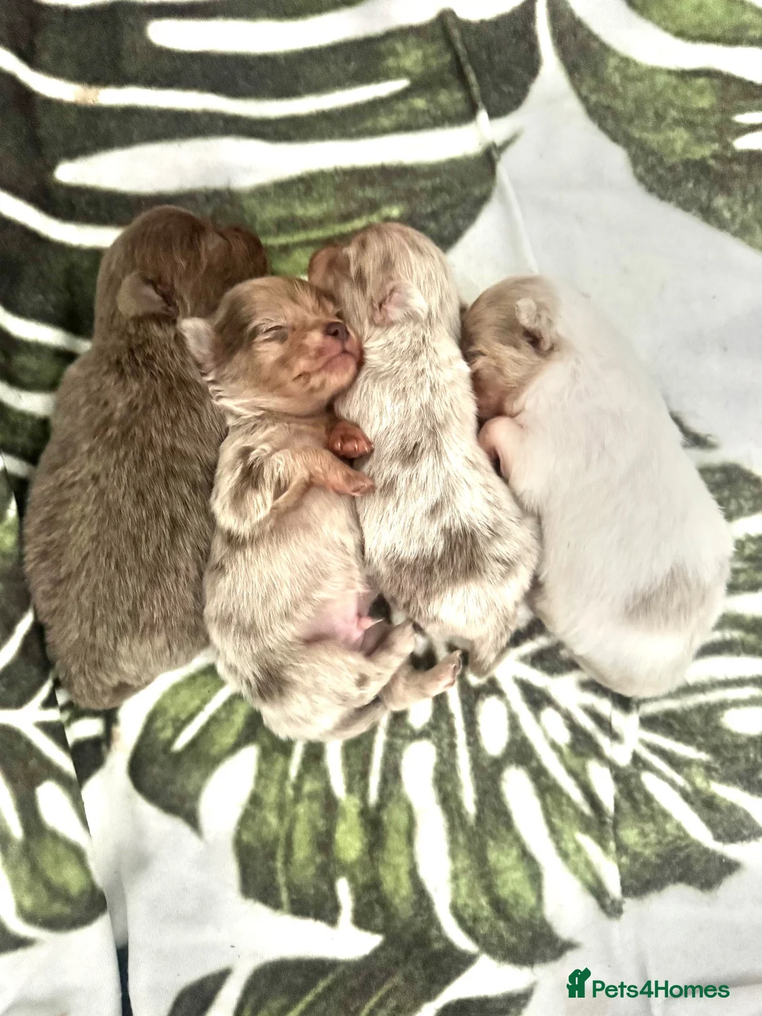 Pomchi dogs for sale: Beautiful tiny lilac merle chihuahua Pomeranian  - Advert 2