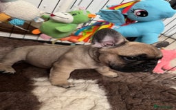 French Bulldog dogs for sale: 🏆KC registered, Standard French Bulldog Puppies🏆 - Image 3