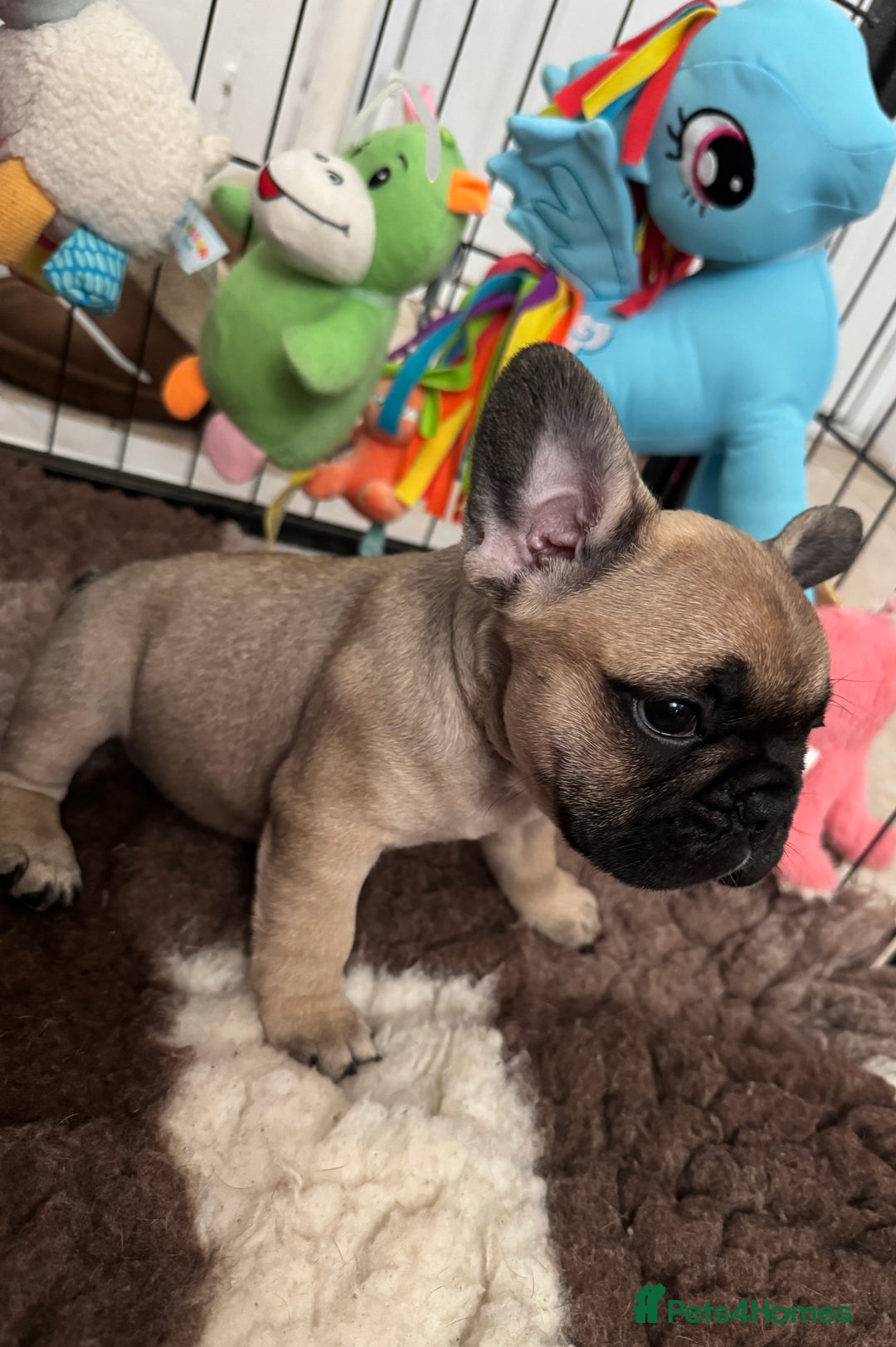 French Bulldog dogs for sale: 🏆KC registered, Standard French Bulldog Puppies🏆 - Image 3
