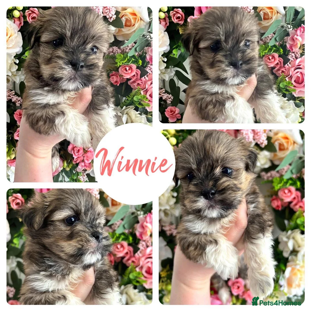 Lhasa Apso dogs for sale: Lhasa Apso Winnie needs a new forever home - Advert 2