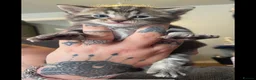 Mixed Breed cats for sale: ONE TABBY MALE KITTEN LEFT in Leicester - Advert 2