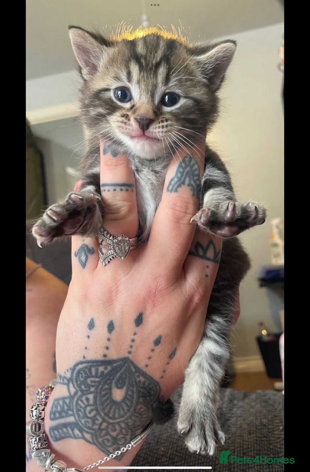 Mixed Breed cats for sale: ONE TABBY MALE KITTEN LEFT in Leicester - Advert 2