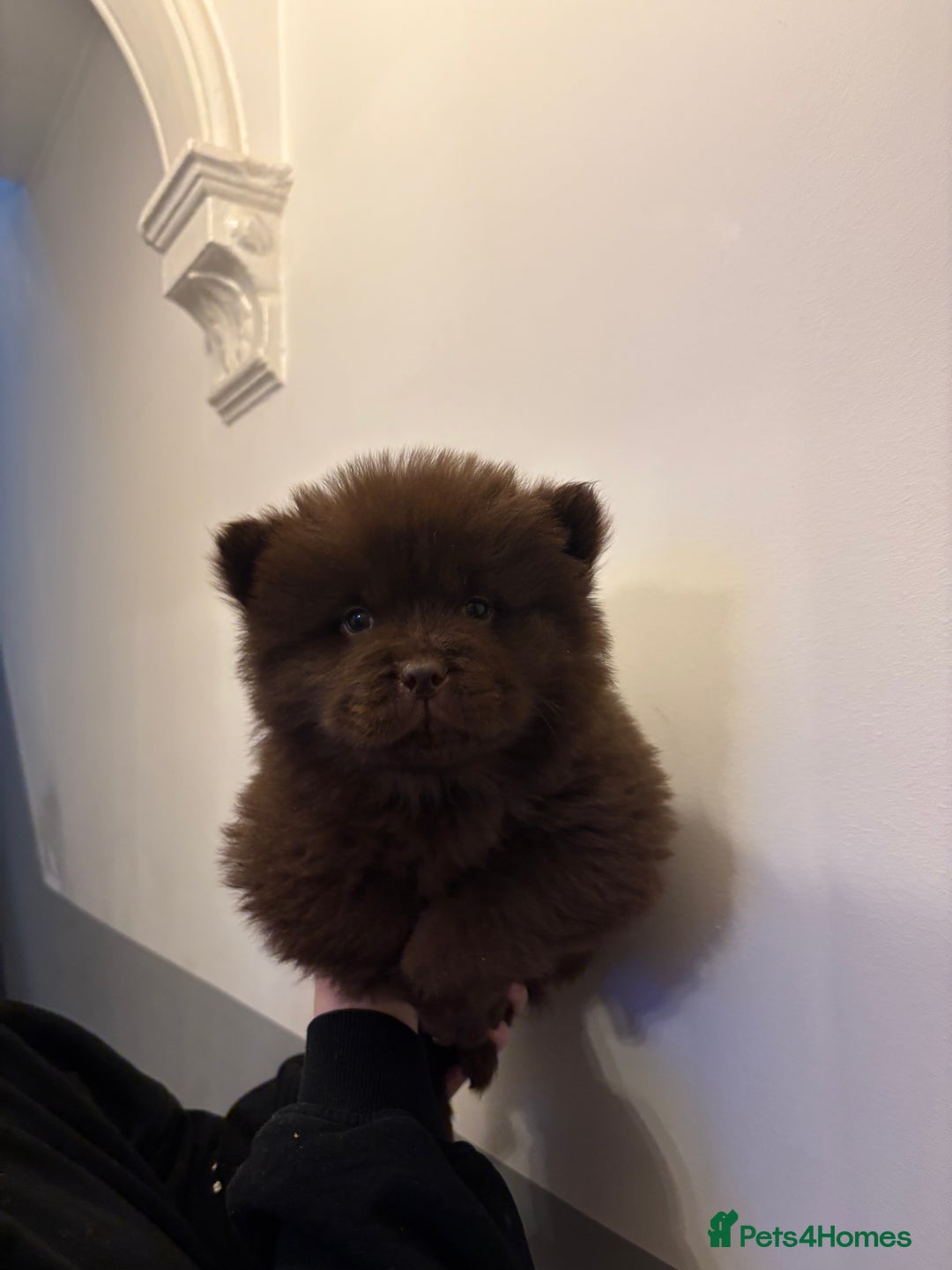 Chow Chow dogs for sale:  🐾 Exclusive Chow Chow Puppies  - Advert 24