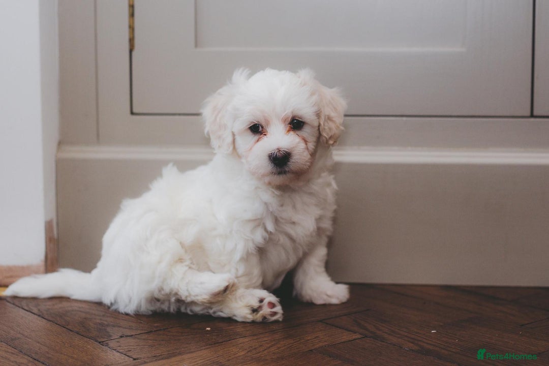 Maltipoo dogs for sale: Five Generation KC tested lineage Maltipoos - Advert 6
