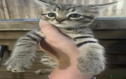 Persian cats for sale: Persian cross kittens 1GIRL1BOY NEED GONE ASAP - Image 4