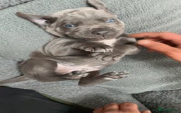 Cane Corso dogs for sale: CANE CORSO TOP QUALITY STRAJANO BLOODLINE FERMINTO - Advert 31