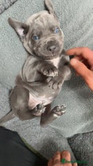 Cane Corso Puppy 6