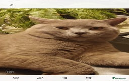 British Shorthair cats for stud: LILAC BOY GCCF Registered ready for Stud service  in Leigh - Image 10