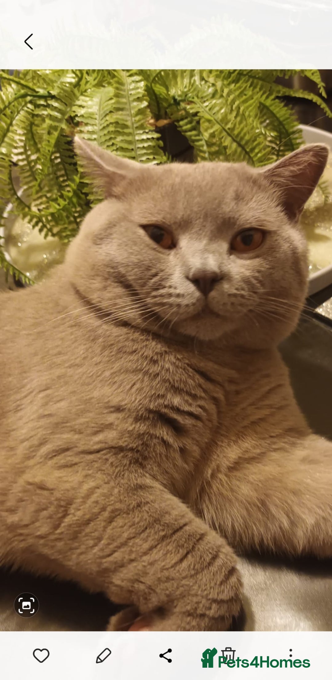 British Shorthair cats for stud: LILAC BOY GCCF Registered ready for Stud service  in Leigh - Image 10