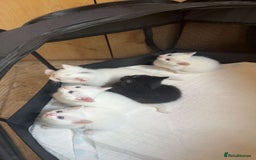 Domestic Shorthair cats for sale: BEAUTIFUL SHORTHAIR KITTENS 🌸 (8 WEEK) - Image 4