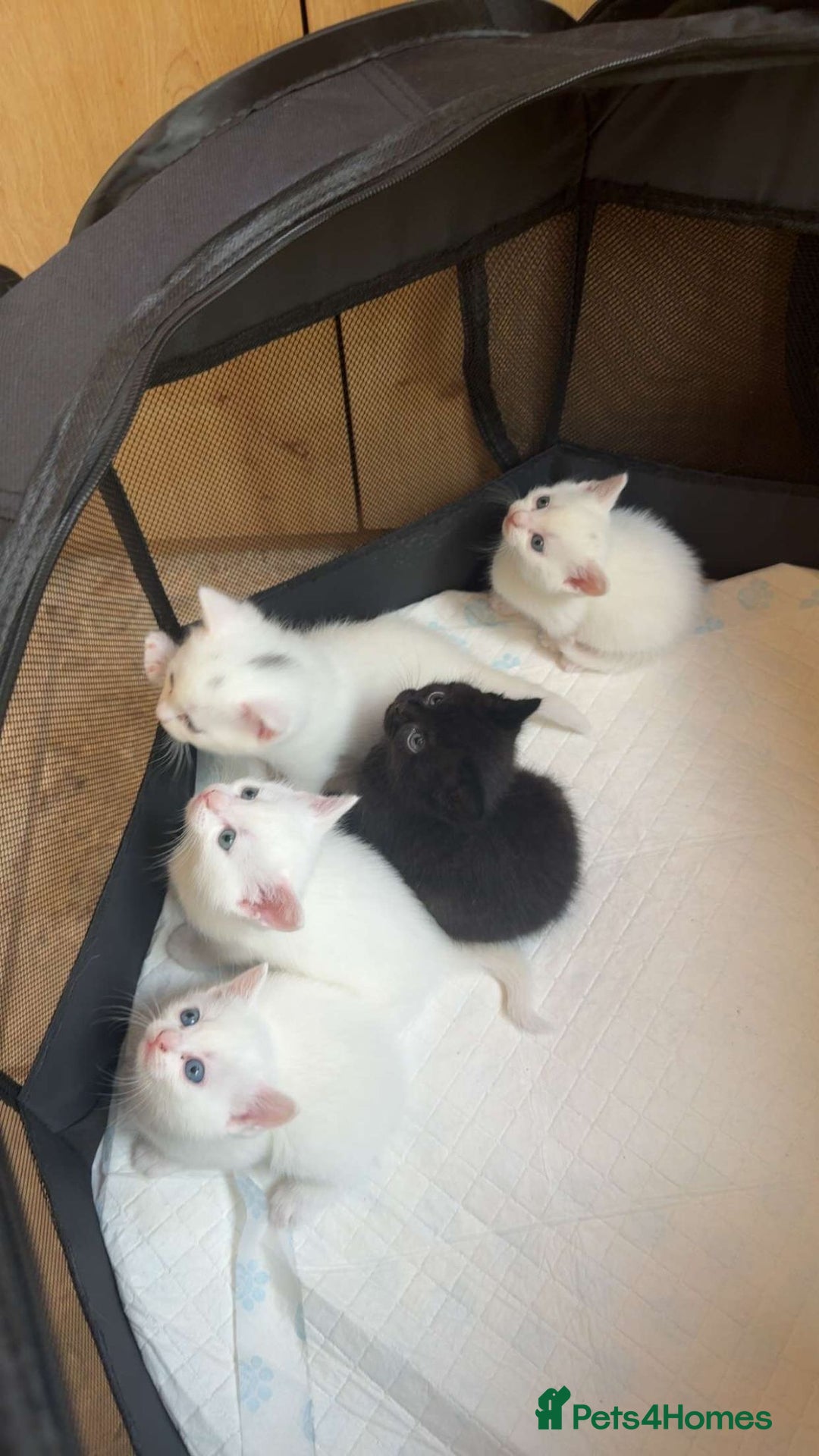 Domestic Shorthair cats for sale: BEAUTIFUL SHORTHAIR KITTENS 🌸 (8 WEEK) - Image 4