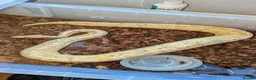 Python Snake reptiles for sale: Various Royal pythons & hatchling rack available  - Advert 8
