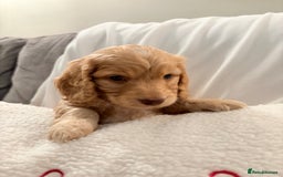 Mixed Breed dogs for sale: Daxipoo - Image 13