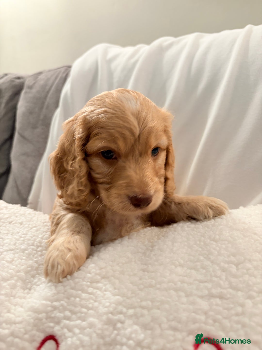 Mixed Breed dogs for sale: Daxipoo - Image 13