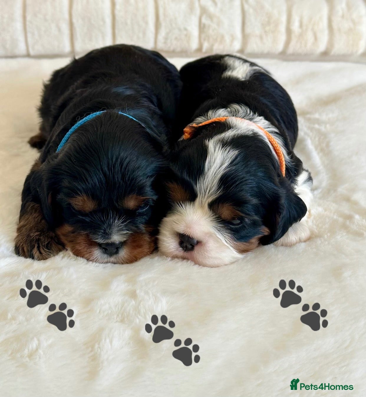Cavalier King Charles Spaniel dogs * KC Reg Health Tested Puppies *  - Advert 2