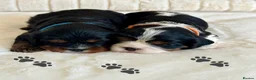 Cavalier King Charles Spaniel dogs for sale: * KC Reg Health Tested Puppies *  - Advert 2