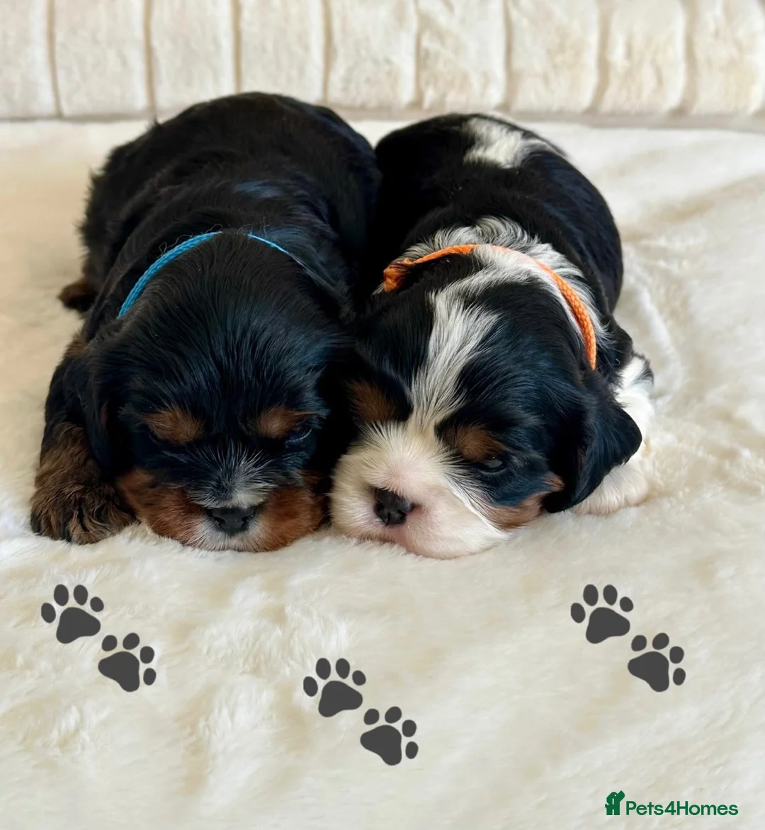 Cavalier King Charles Spaniel dogs for sale: * KC Reg Health Tested Puppies *  - Advert 2