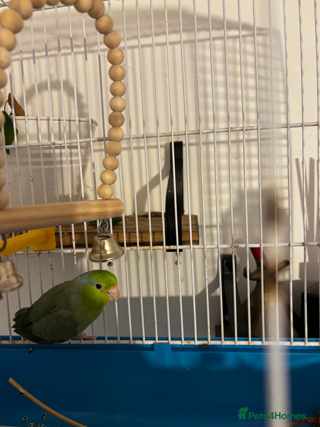 Parrots birds for sale: Pacific Parrotlet Female  - Image 4