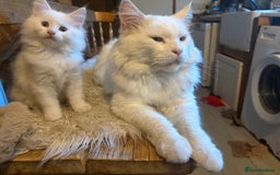 Maine Coon cats for sale: Beautiful rare white Maine coon kitten female  - Image 3