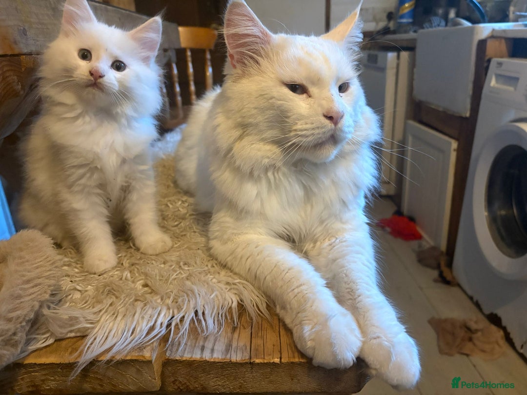 Maine Coon cats for sale: Beautiful rare white Maine coon kitten female  - Image 3
