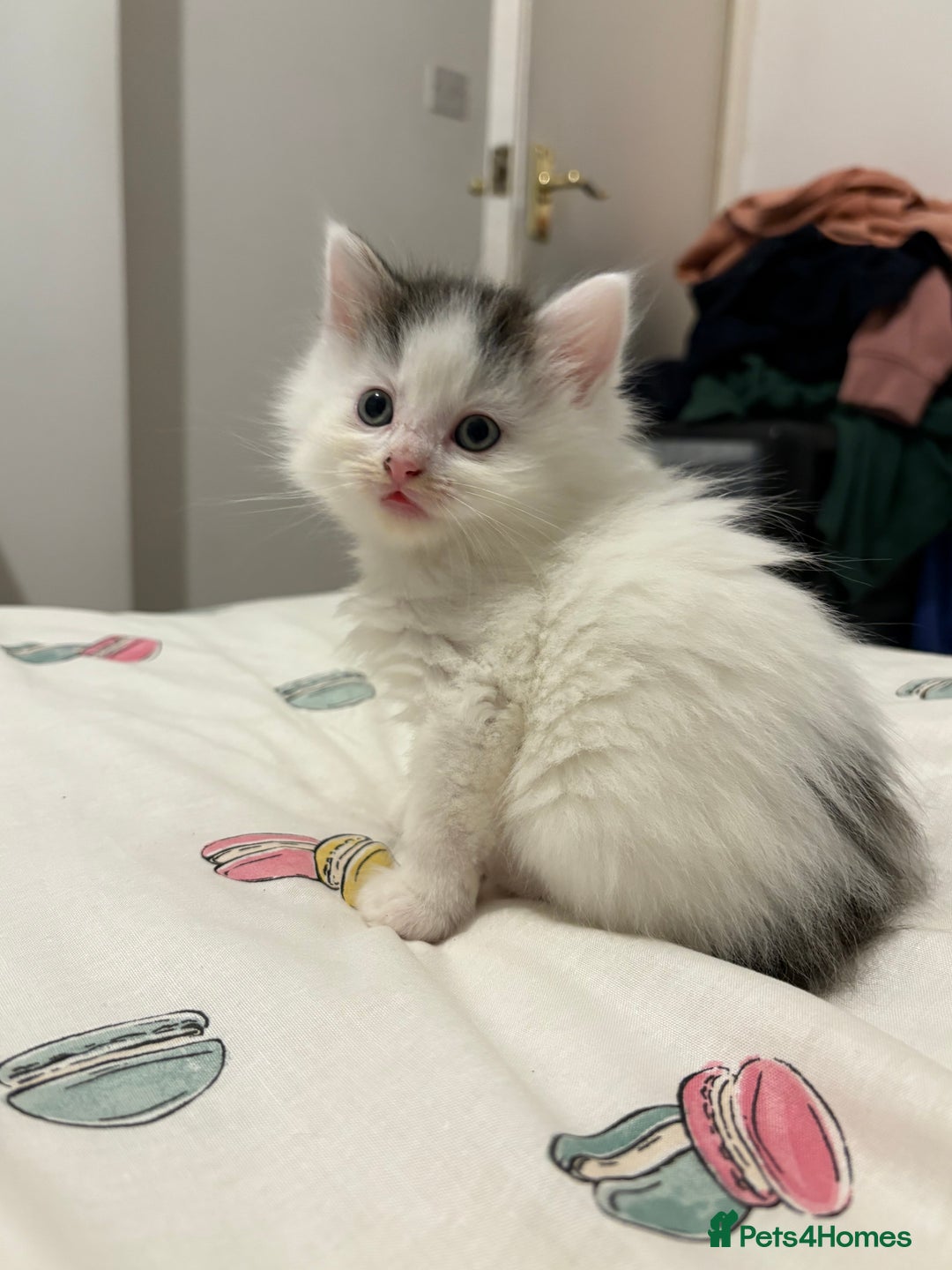 Mixed Breed cats for sale: Adorable fluffy kittens  - Advert 5