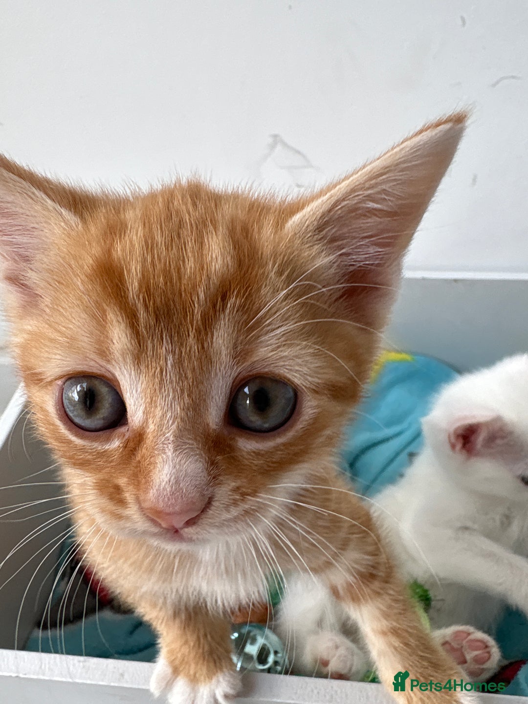 Domestic Shorthair cats for sale: Kittens looking for forever home.  - Image 23