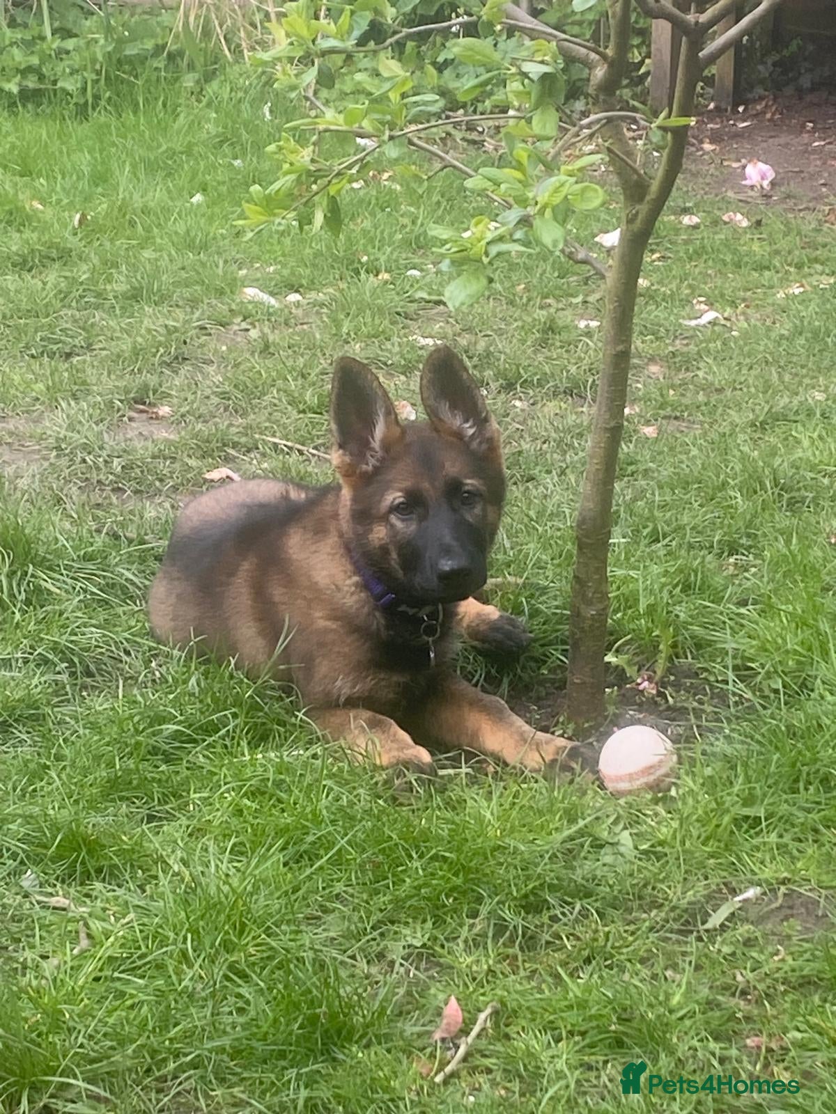 German Shepherd dogs KC Registered German Shepherd PuppiesChampion Line - Advert 2