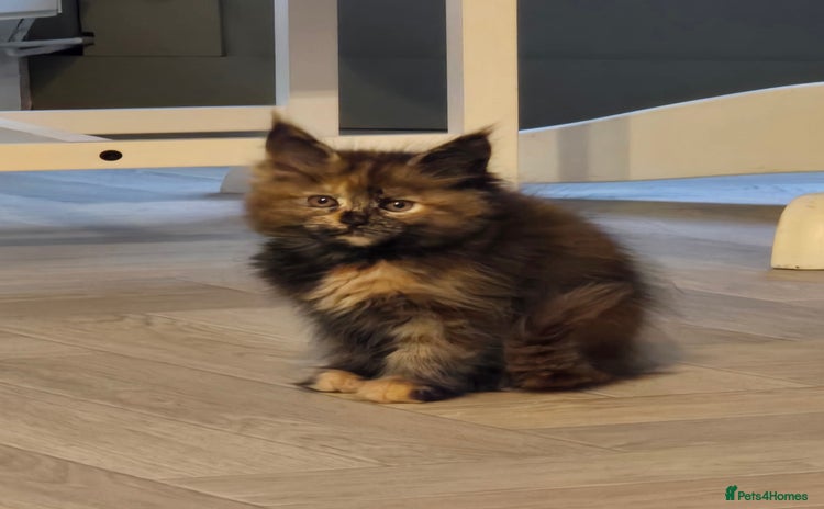 Maine Coon cats - Advert 7