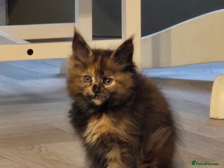 Maine Coon cats - Advert 4