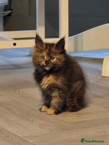 Maine Coon cats - Advert 7