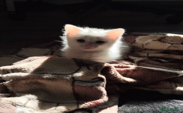 Khao Manee cats - Advert 1