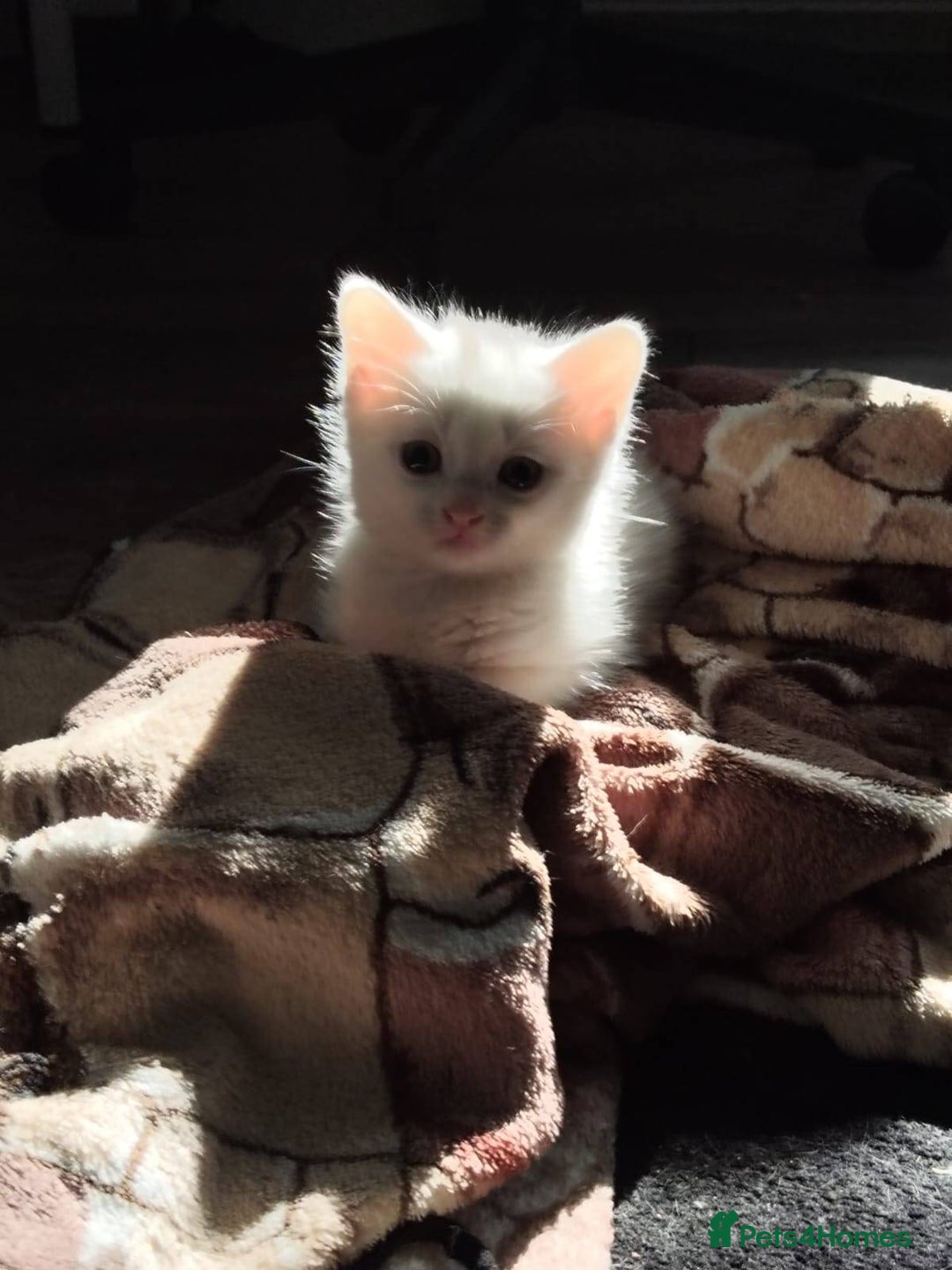 Khao Manee cats for sale: Charming White Fluffy Kittens - Image 1