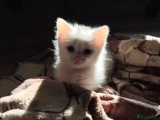 Khao Manee cats - Advert 10