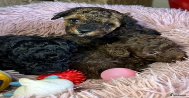 Toy Poodle dogs - Advert 9