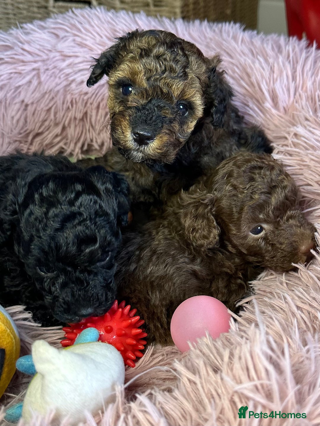 Toy Poodle dogs for sale: Tiny toy poodle puppies  - Image 2