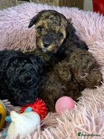 Toy Poodle dogs - Advert 2
