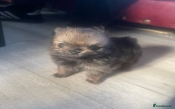 Pomeranian dogs for sale: Stunning KC reg Pomeranians  - Image 10