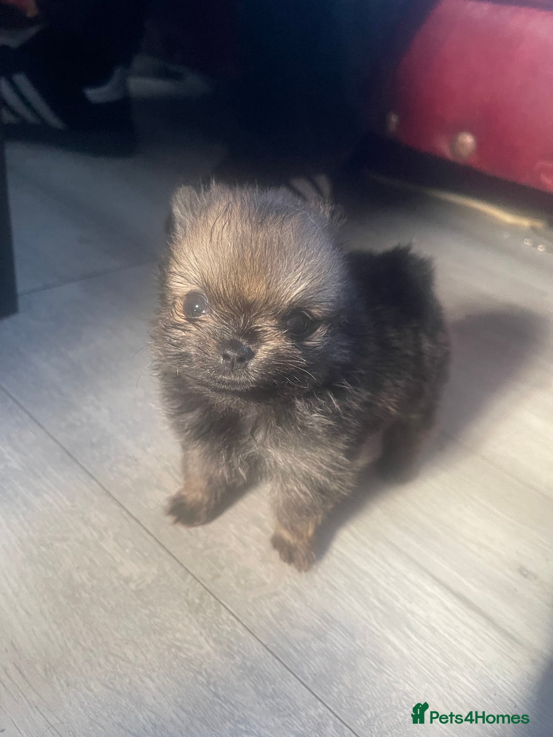 Pomeranian dogs for sale: Stunning KC reg Pomeranians  - Image 10