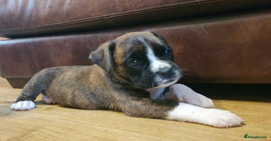 Boxer dogs - Advert 3