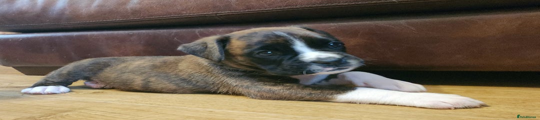 🩷Pup 3- Flashy brindle bobtail girl🩷