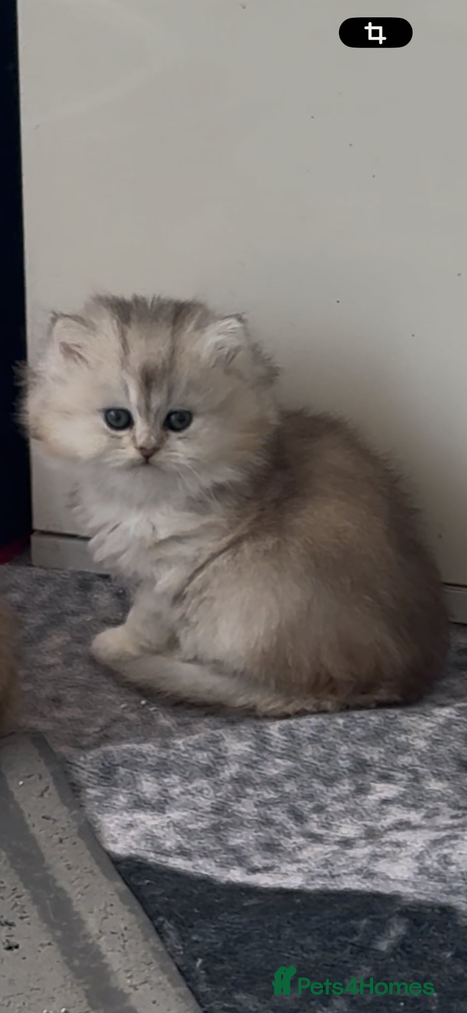 Scottish Fold cats for sale: Scottish pedigree golden kittens - Advert 13