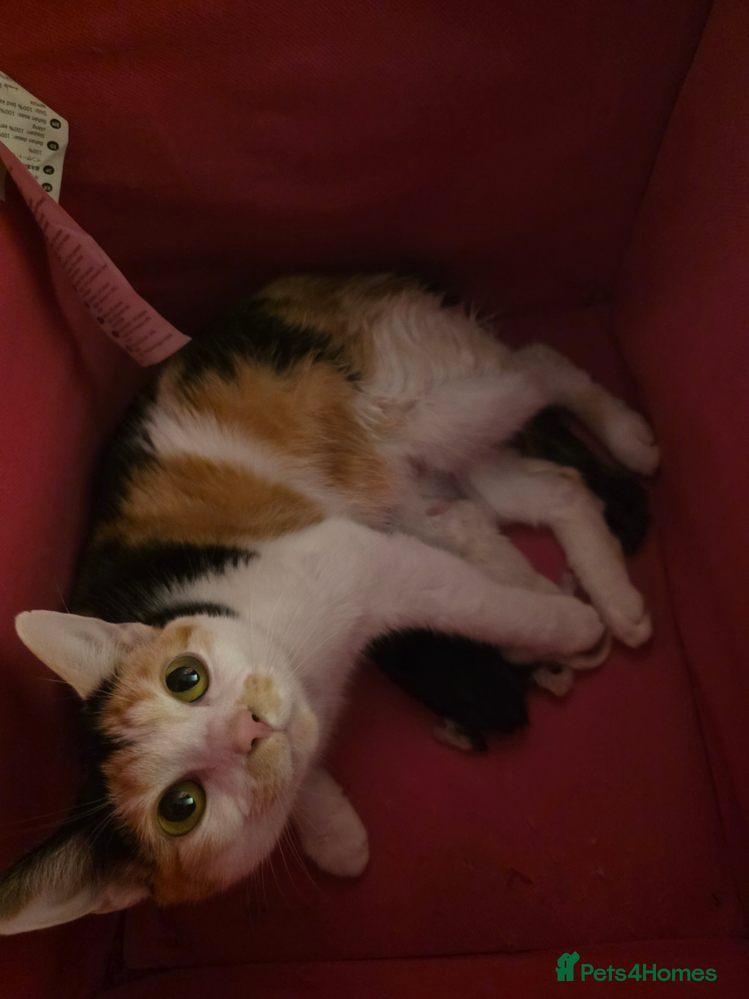 Khao Manee cats 3 kittens in Hemel Hempstead - Advert 2