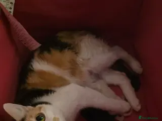 Khao Manee cats 3 kittens in Hemel Hempstead - Advert 3