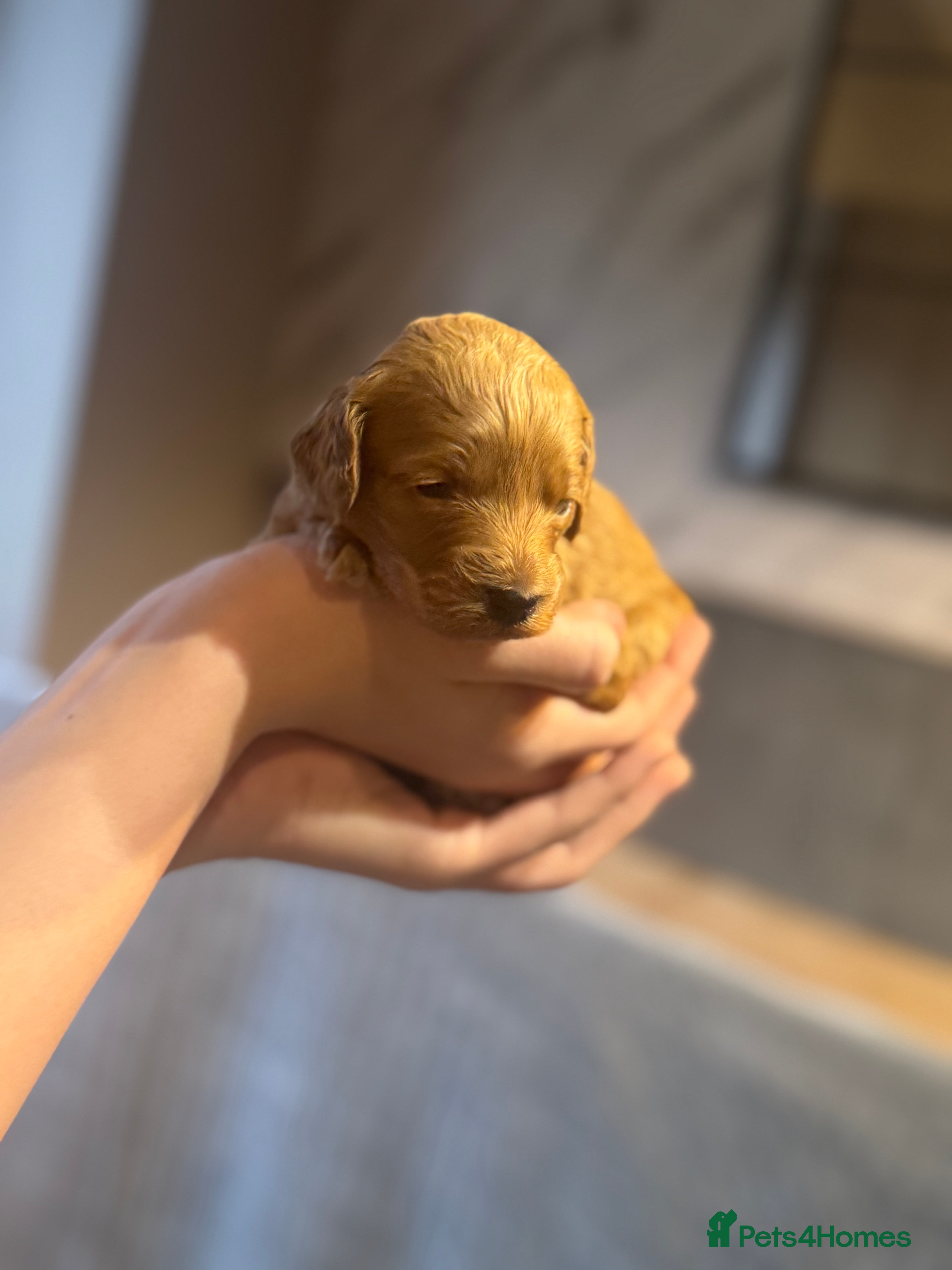 Cockapoo dogs 2 Beautiful F1bb toy cockapoos left - Advert 13