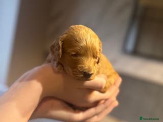 Cockapoo dogs 2 Beautiful F1bb toy cockapoos left - Advert 4