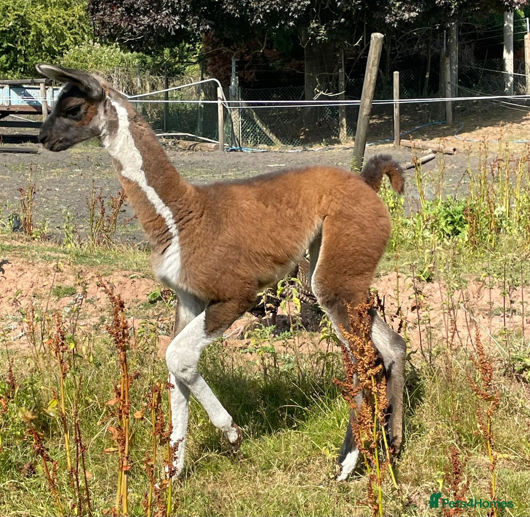 Llama livestock for sale: Gorgeous by name, gorgeous by nature - Advert 4