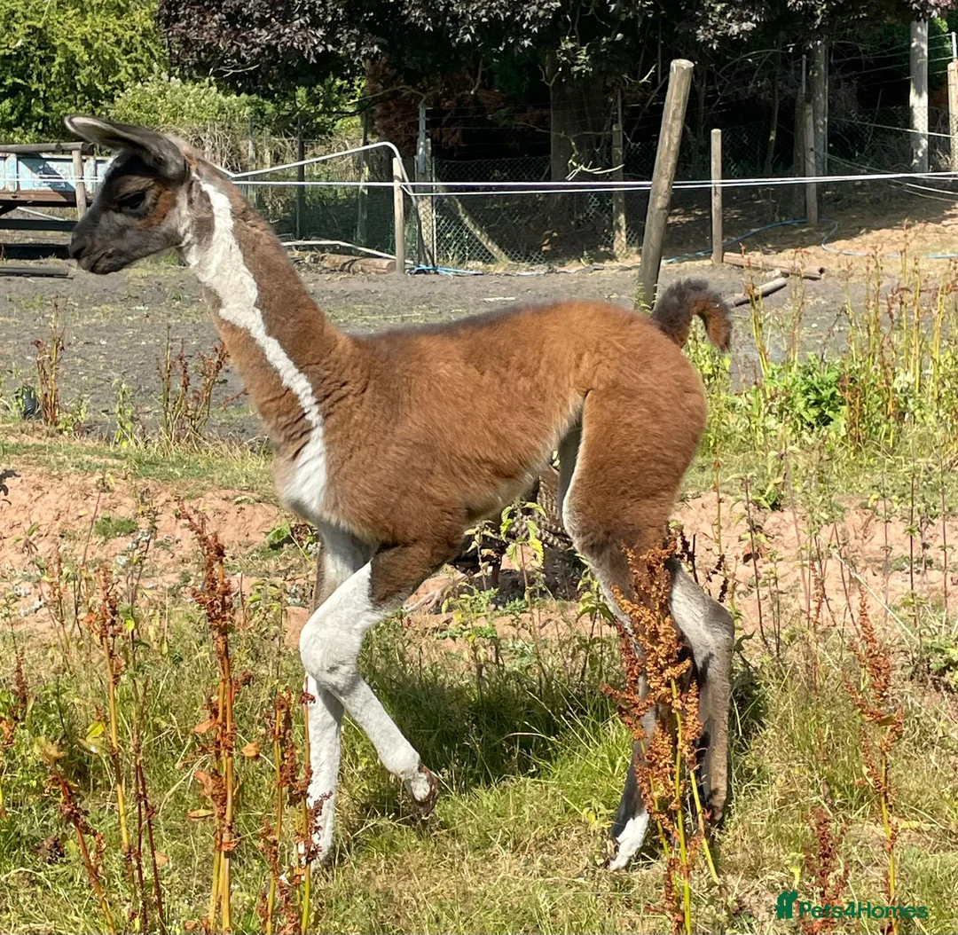 Llama livestock for sale: Gorgeous by name, gorgeous by nature - Advert 4