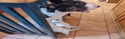Bull Terrier dogs for sale: Bullterrier pups  - Advert 6